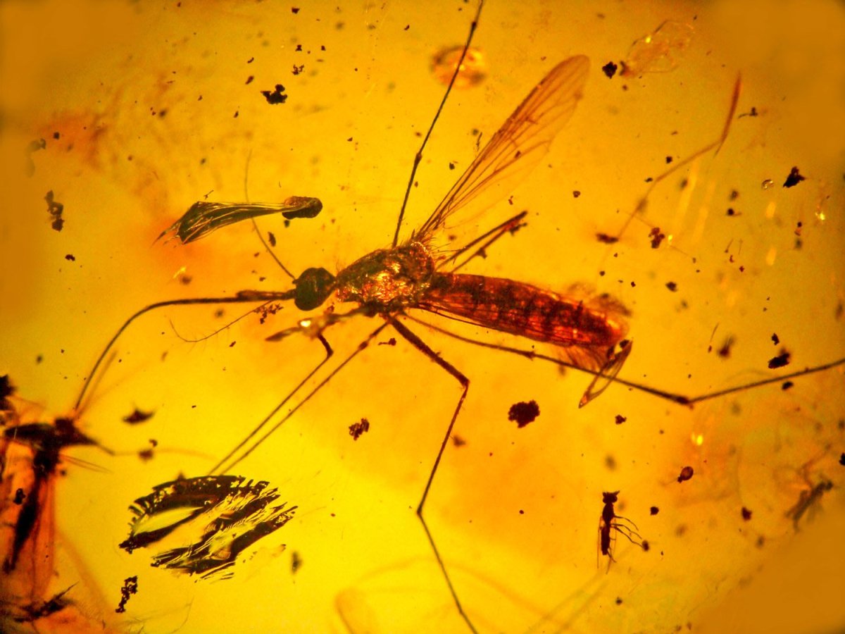 Древние насекомые в янтаре