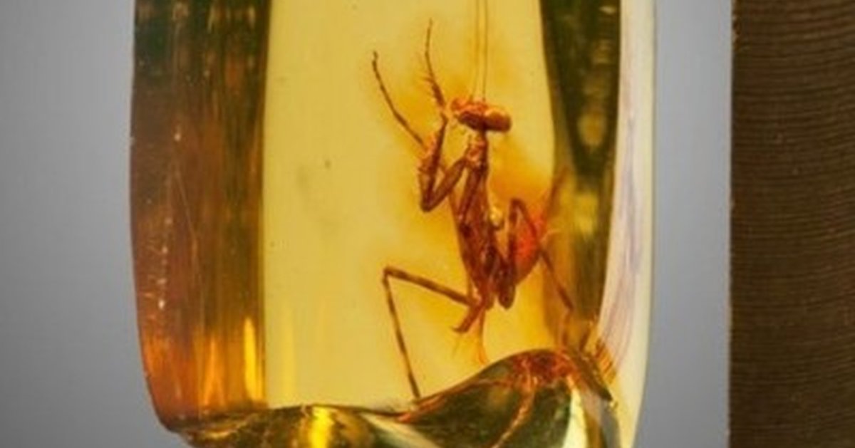 Древний Жук в янтаре