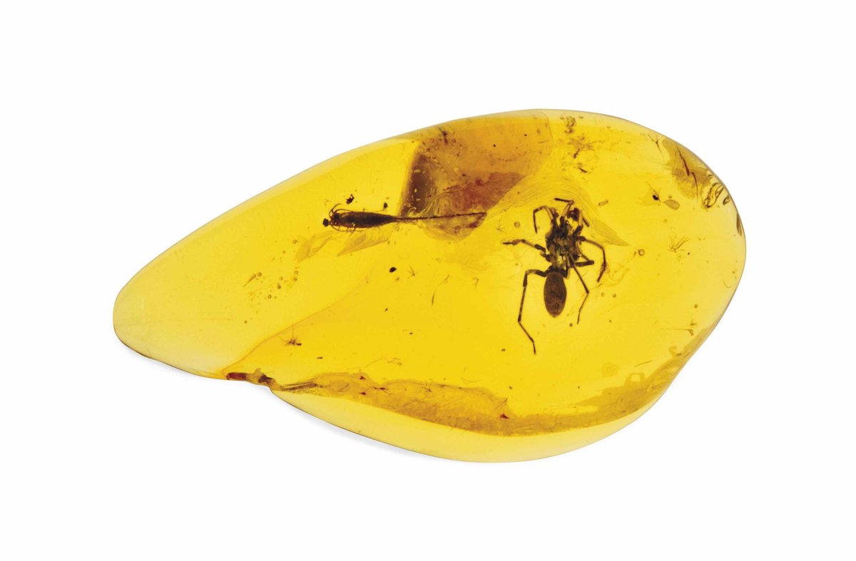 Insect in Amber