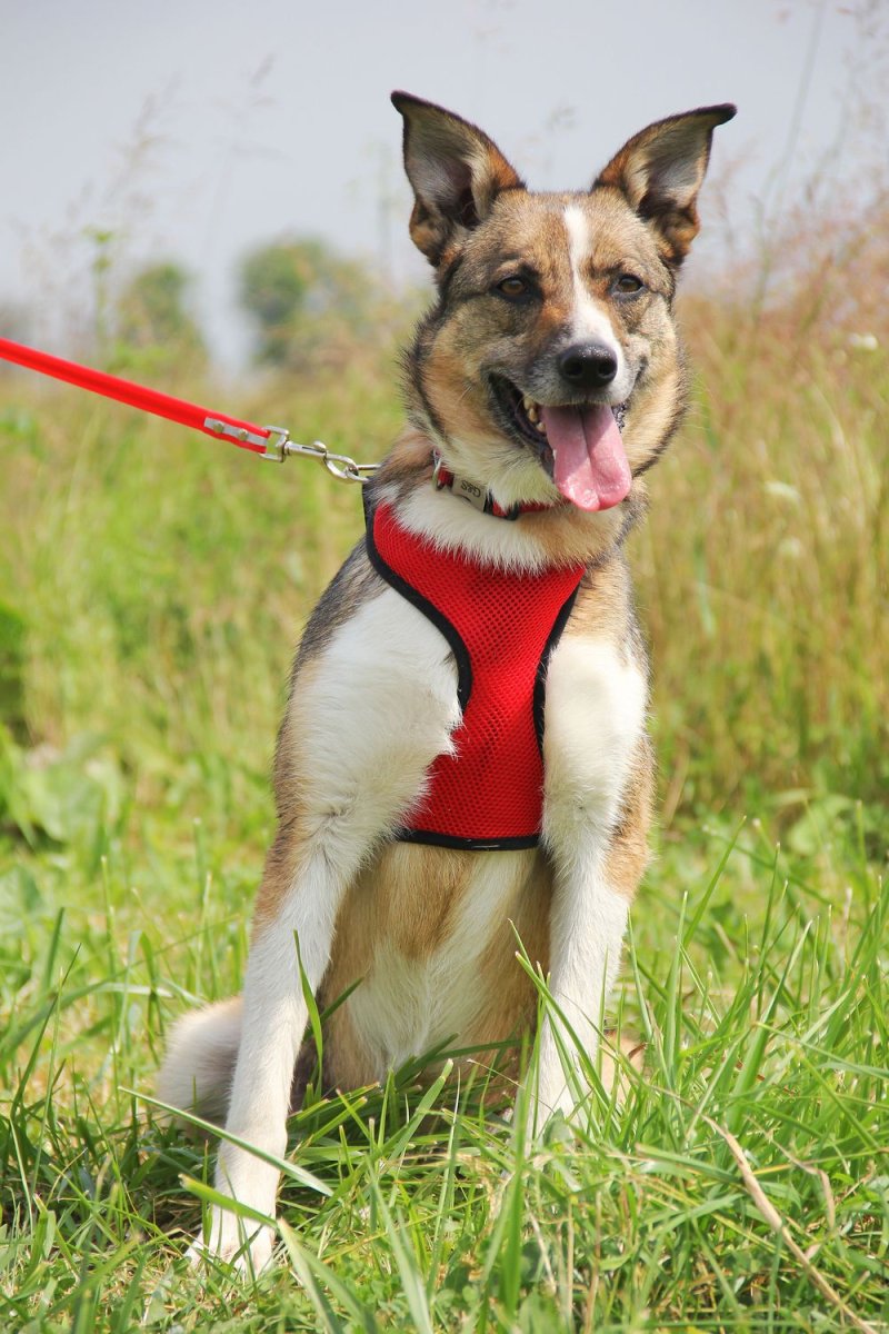 Малипу собака