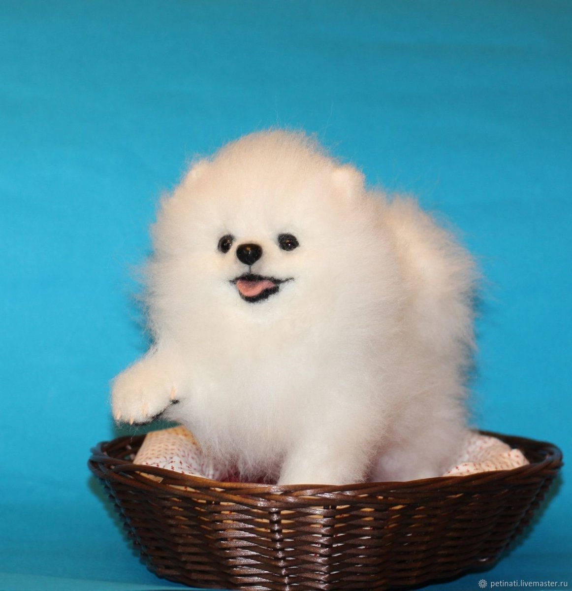 Шпиц белый щенок