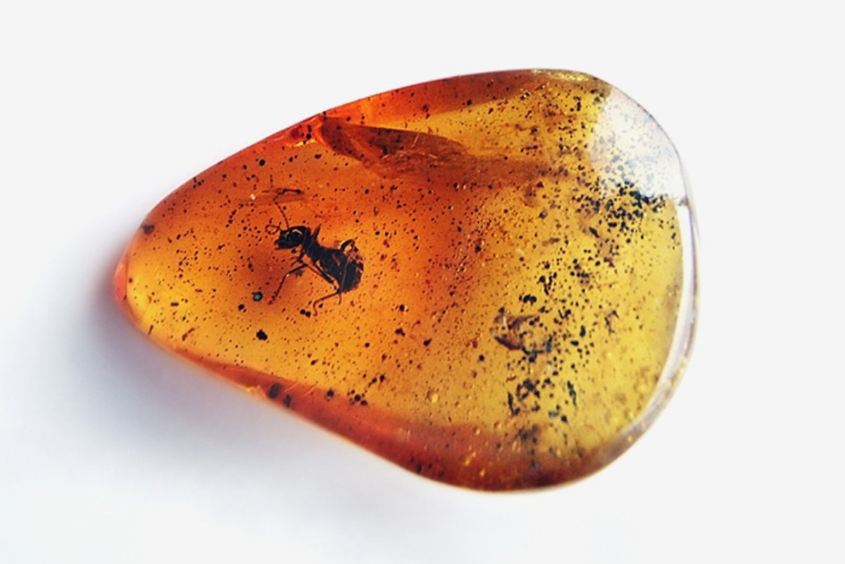 Муха в янтаре