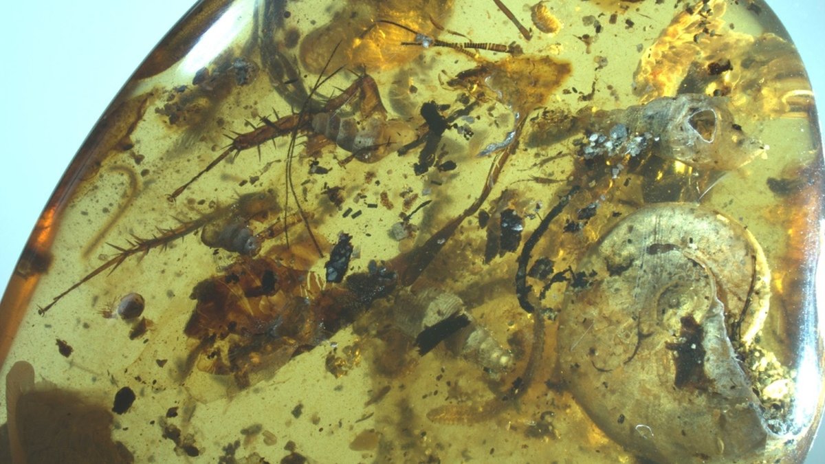 Личинка муравьиного Льва хищник