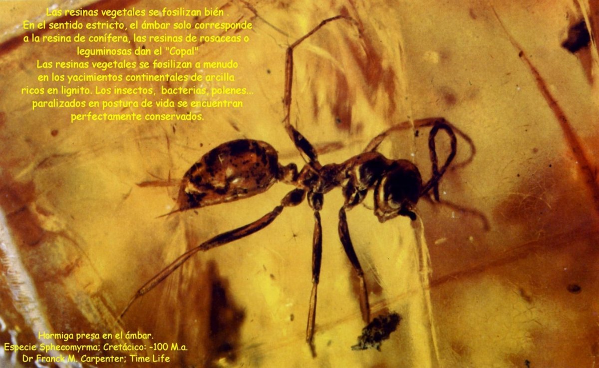 Доисторический богомол в Янтар