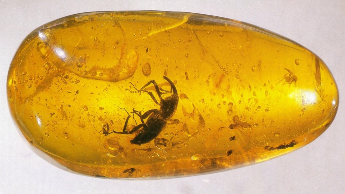 Аммонит в янтаре