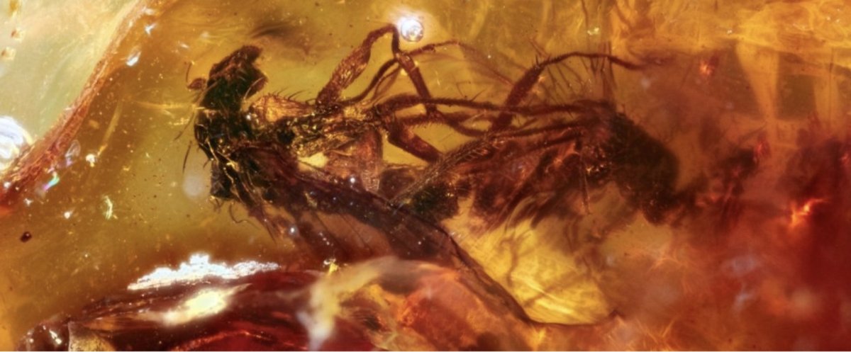 Комар в янтаре