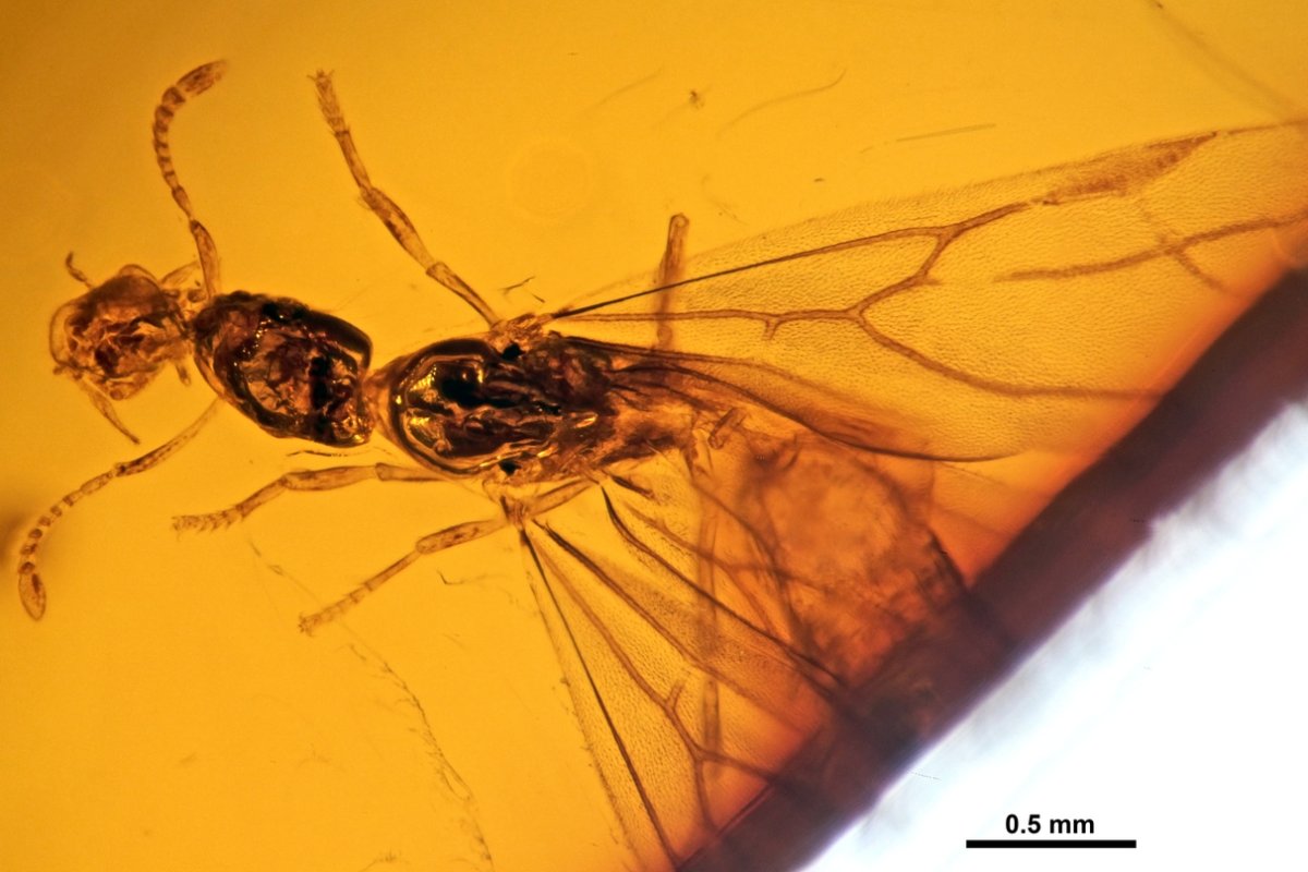 Перья динозавров в янтаре
