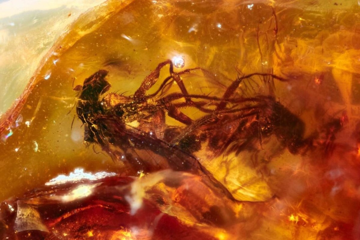 Насекомые в янтаре