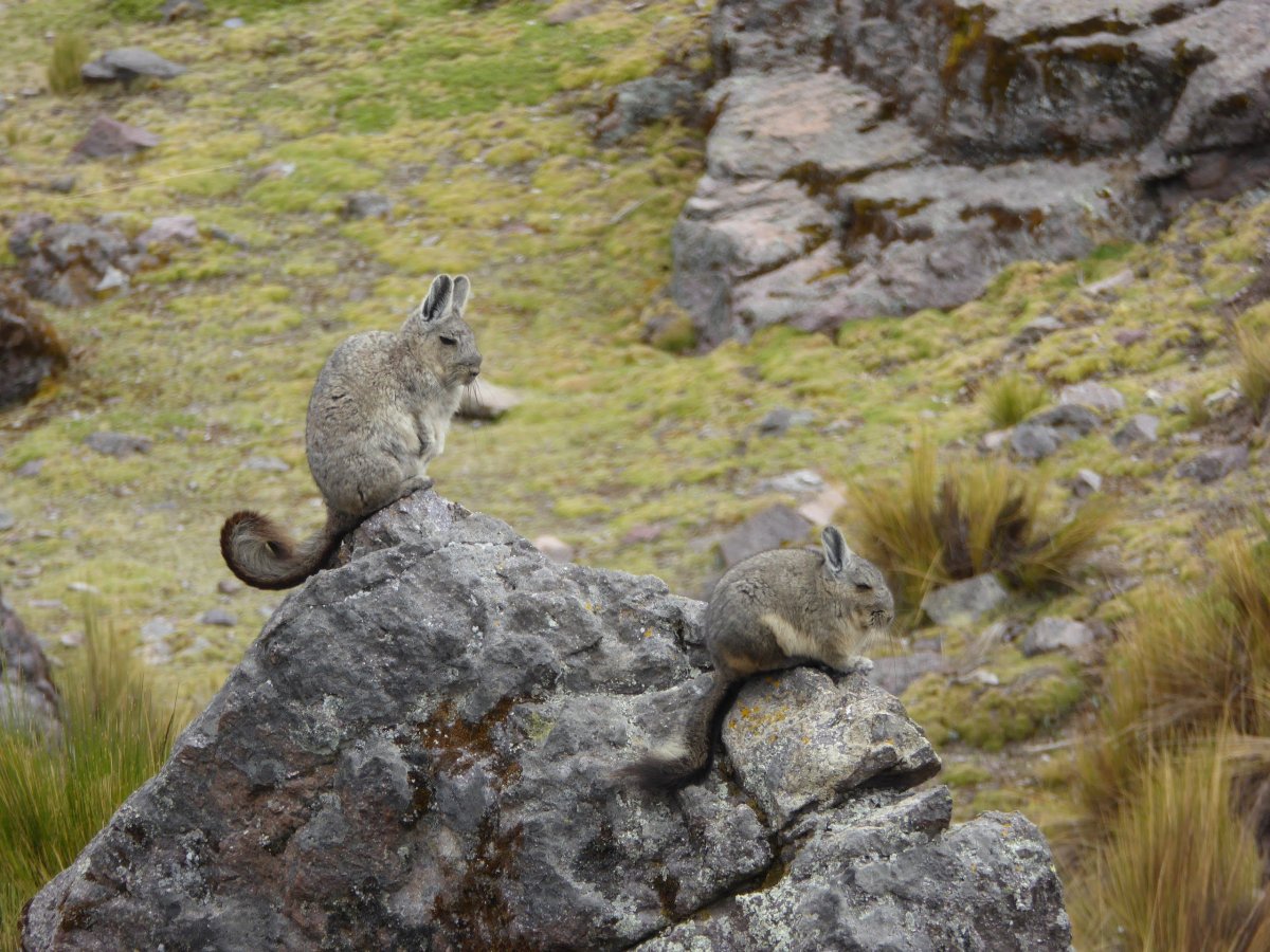 Равнинная вискаша