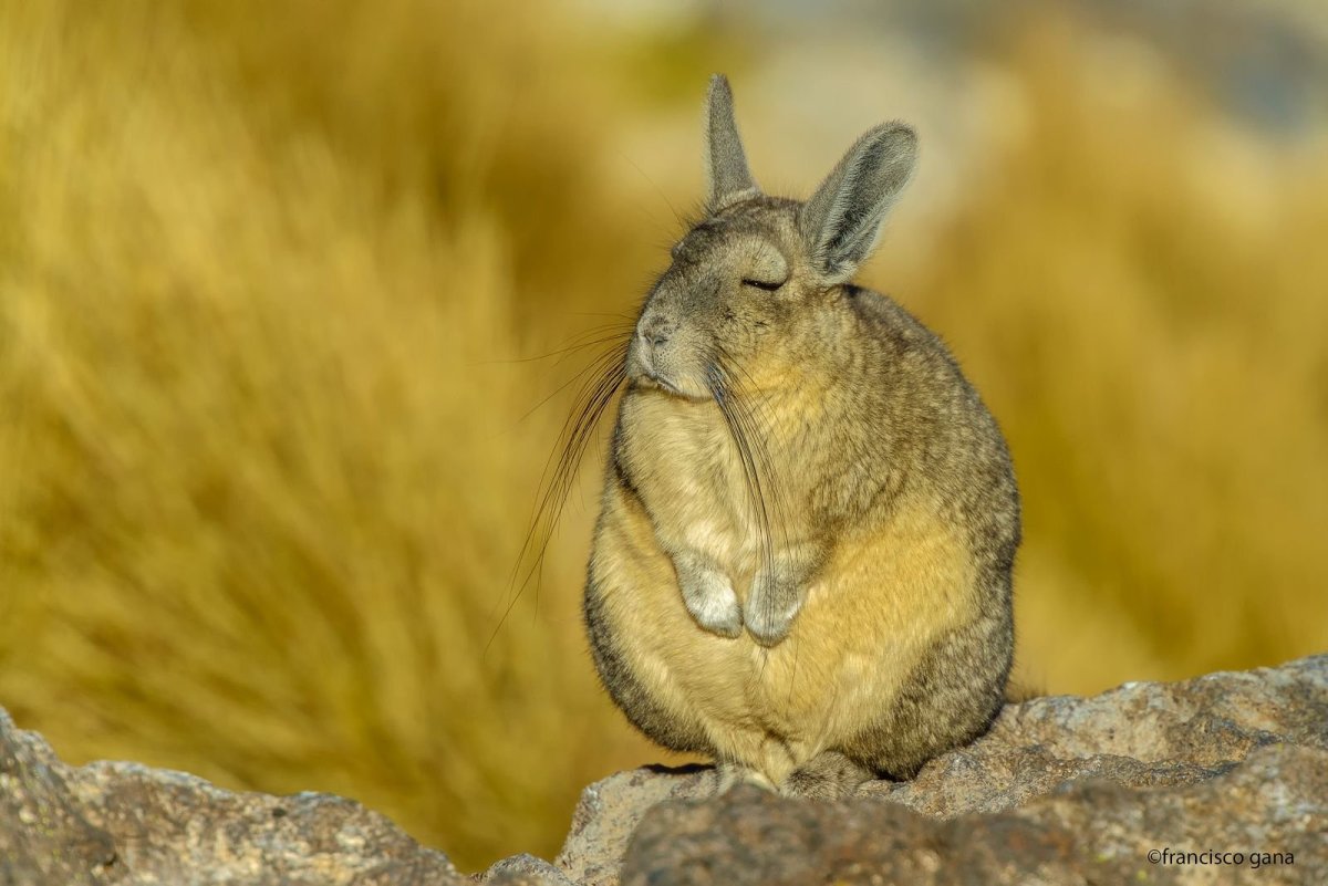 Малая длиннохвостая шиншилла