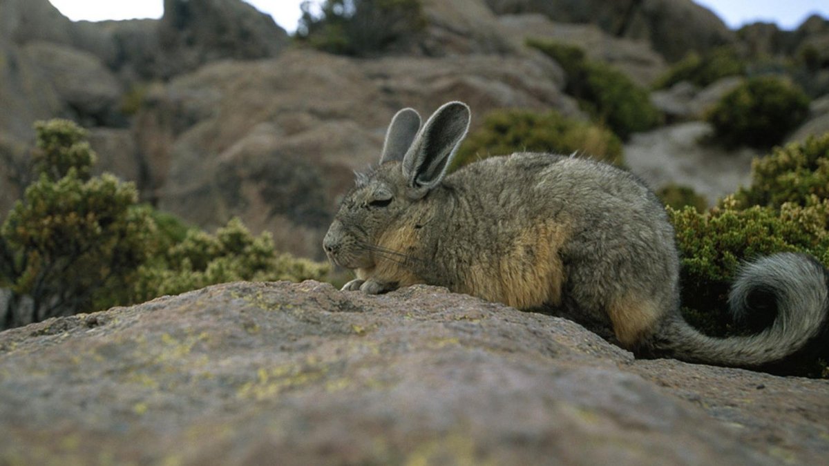 Горная вискаша