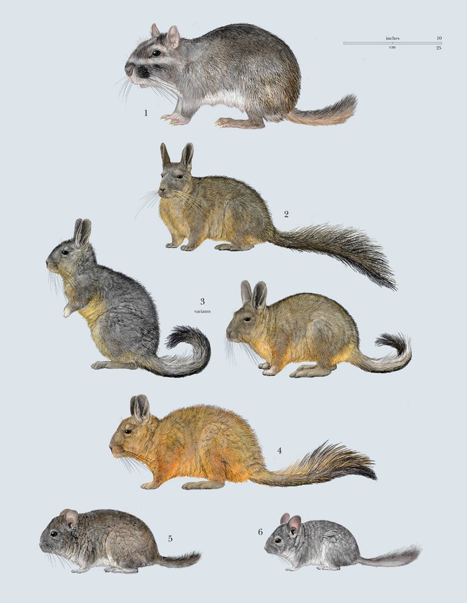 Шиншиллы в дикой природе