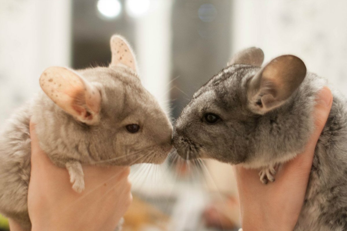 Длиннохвостая шиншилла