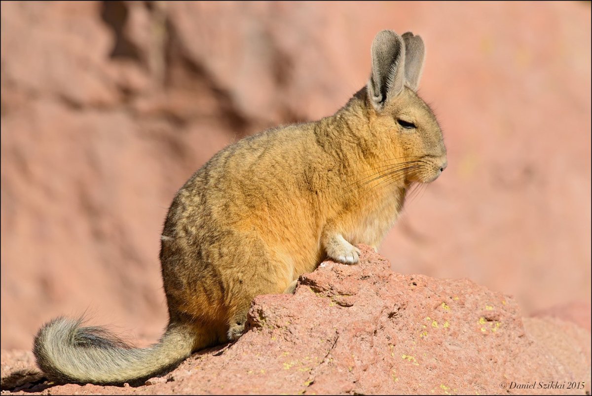 Равнинная вискаша