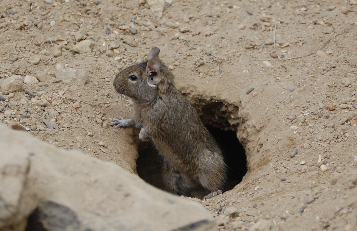 Равнинная вискаша