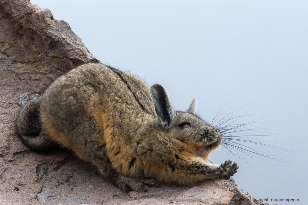 Шиншилла вискаша