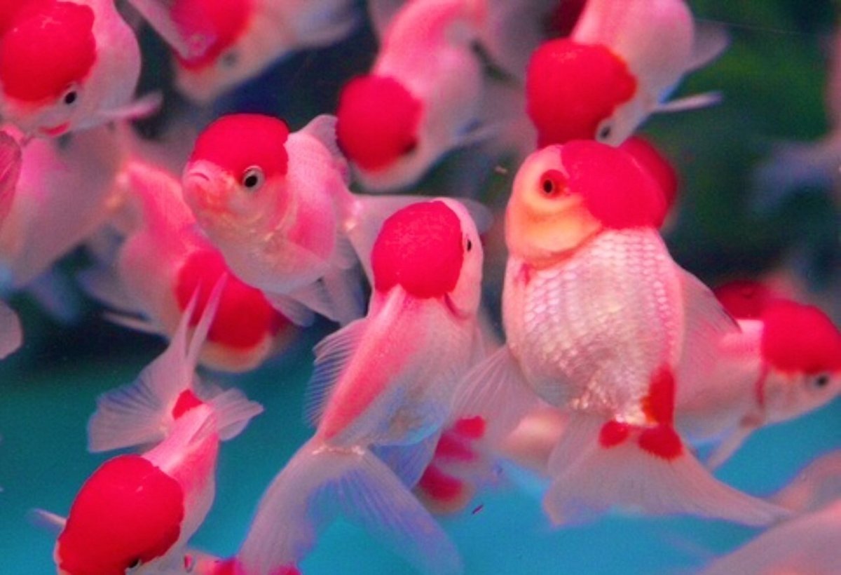 Фламинго рыбка аквариумная