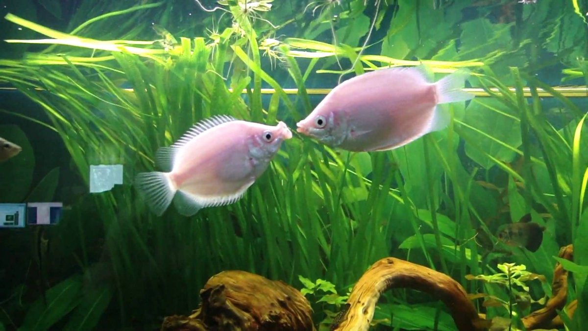 Фламинго рыбка аквариумная