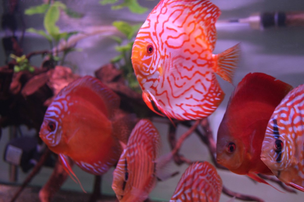 Оранда белая рыбка аквариумная белая