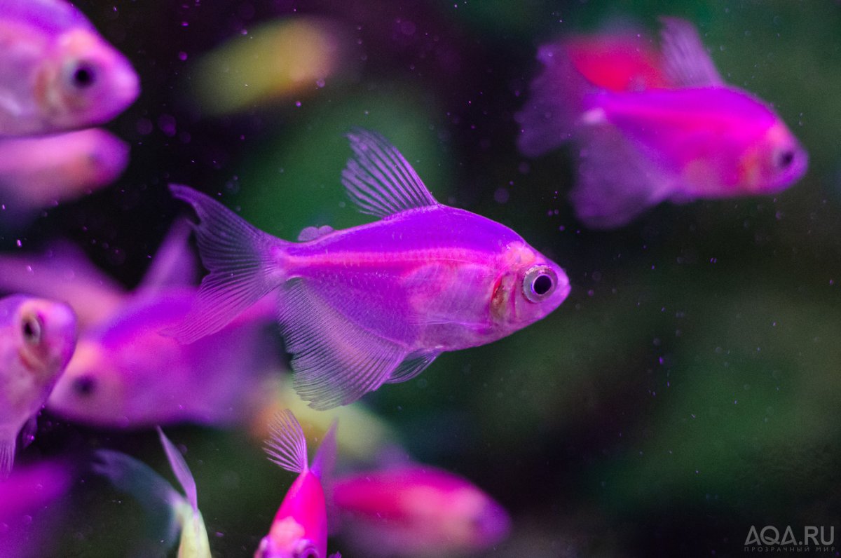 Рыбки глофиш Скалярия