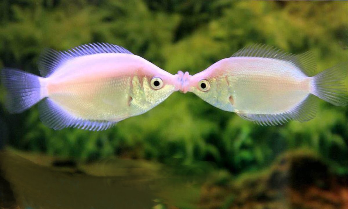 Псевдохромис фиолетовый