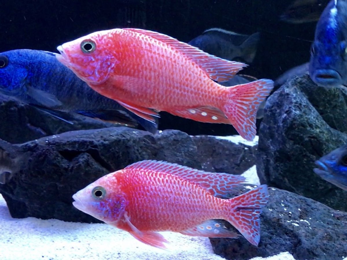 Антиас фиолетовый