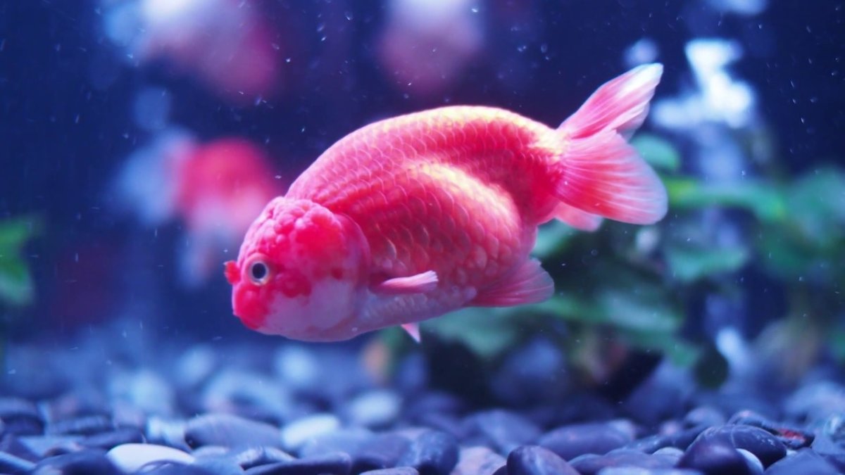 Скалярия аквариумная рыбка