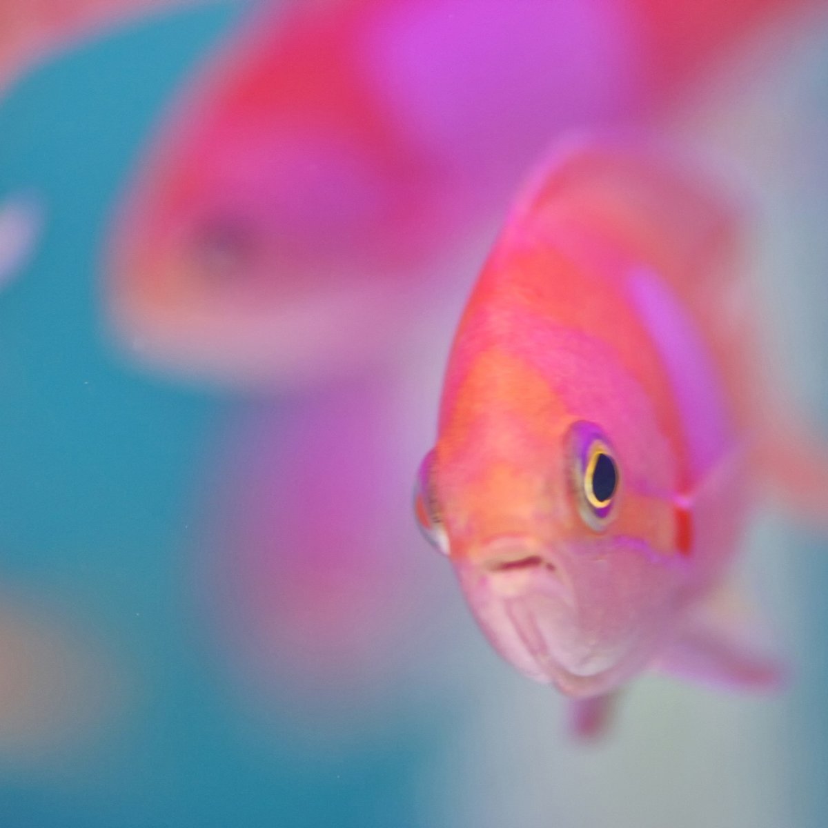 Розовые рыбки для аквариума