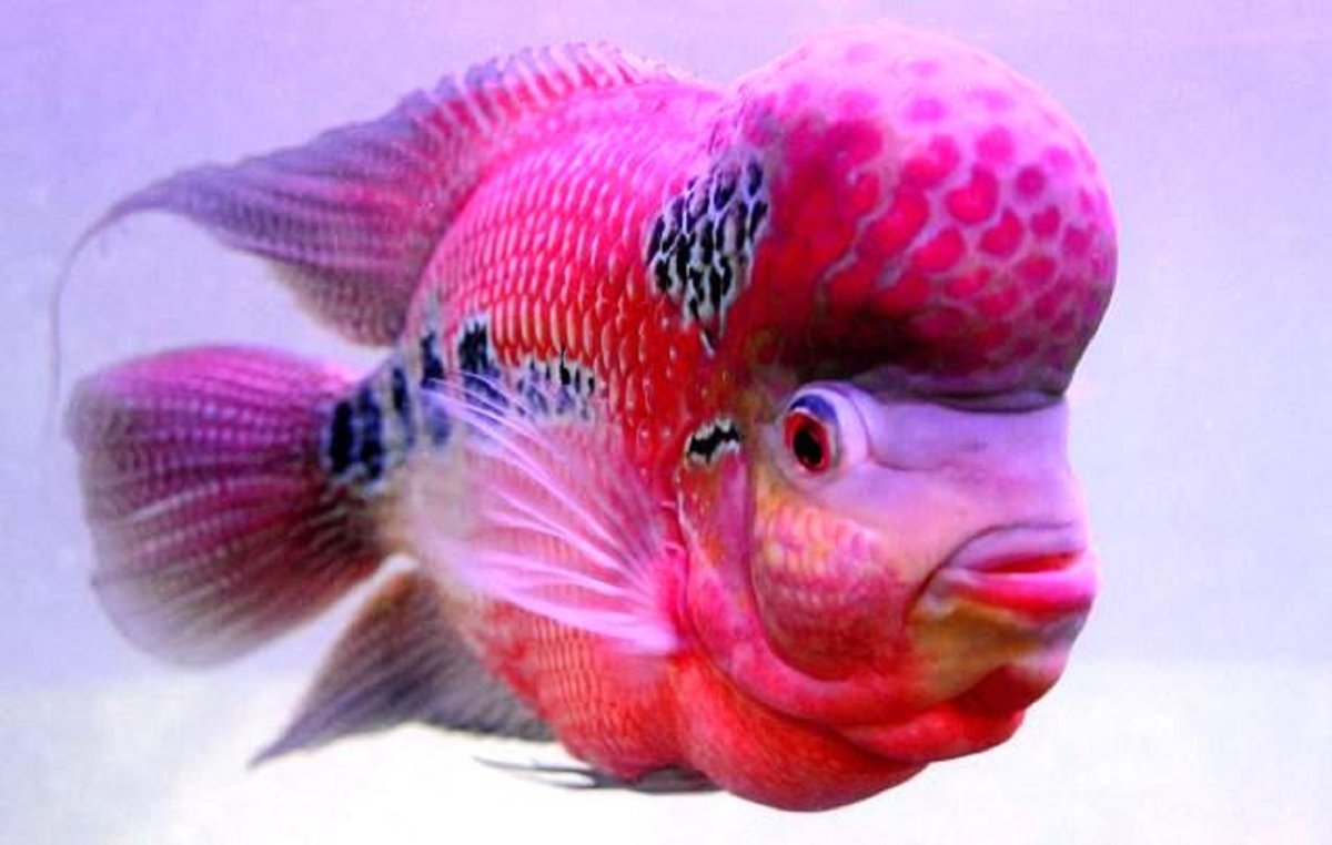 Коралловые рыбы