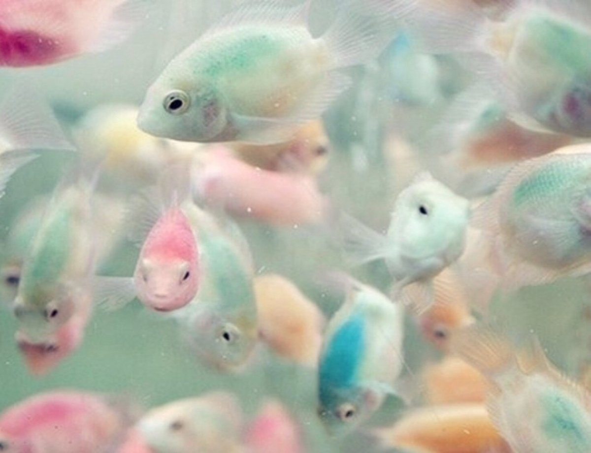 Рыбка цихлазома Фламинго