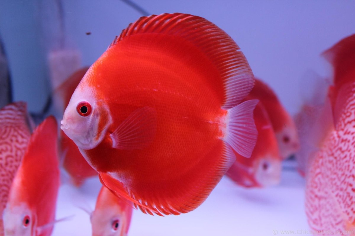 Рыбка Тернеция Карамелька