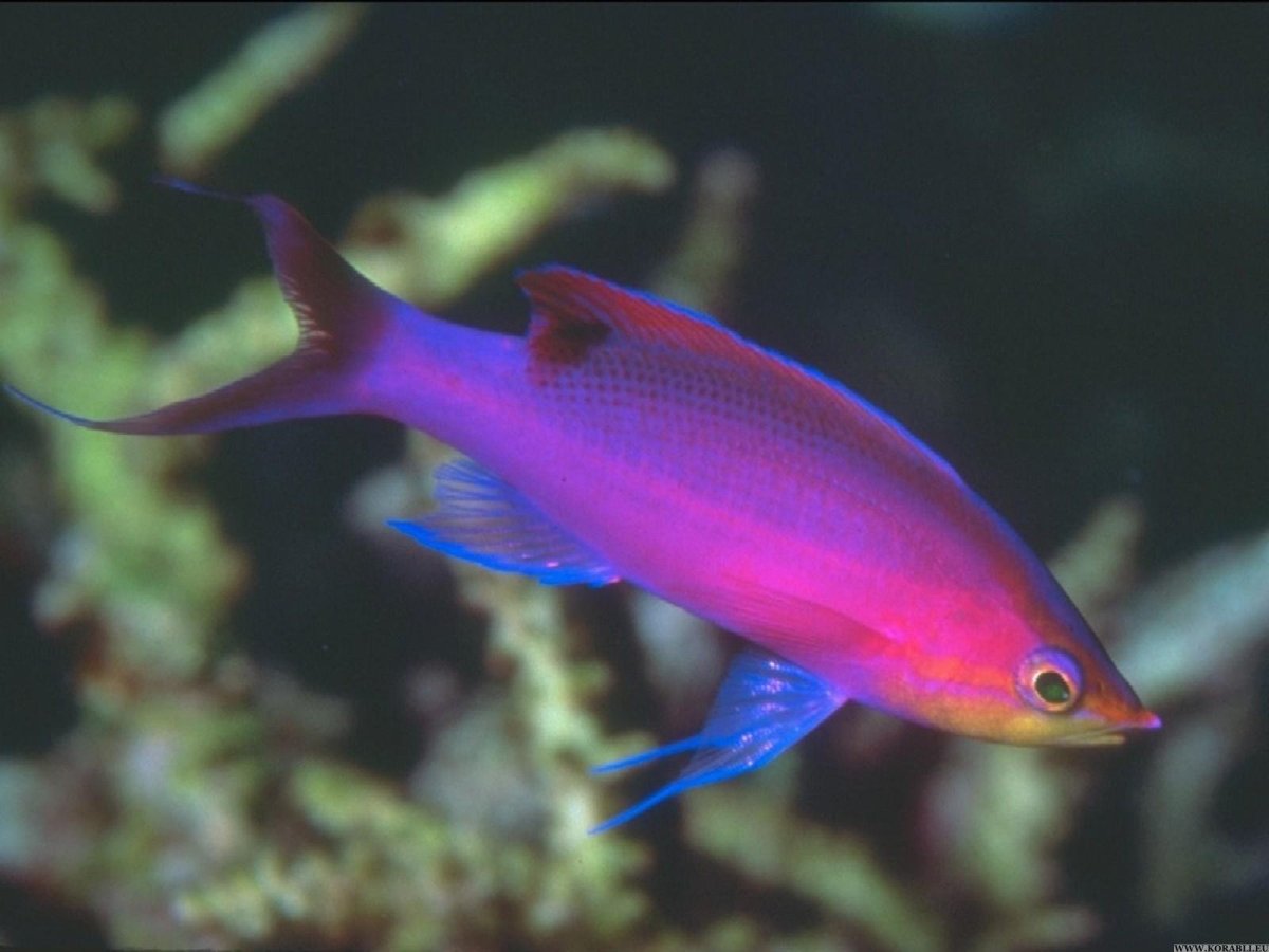 Нежные рыбки