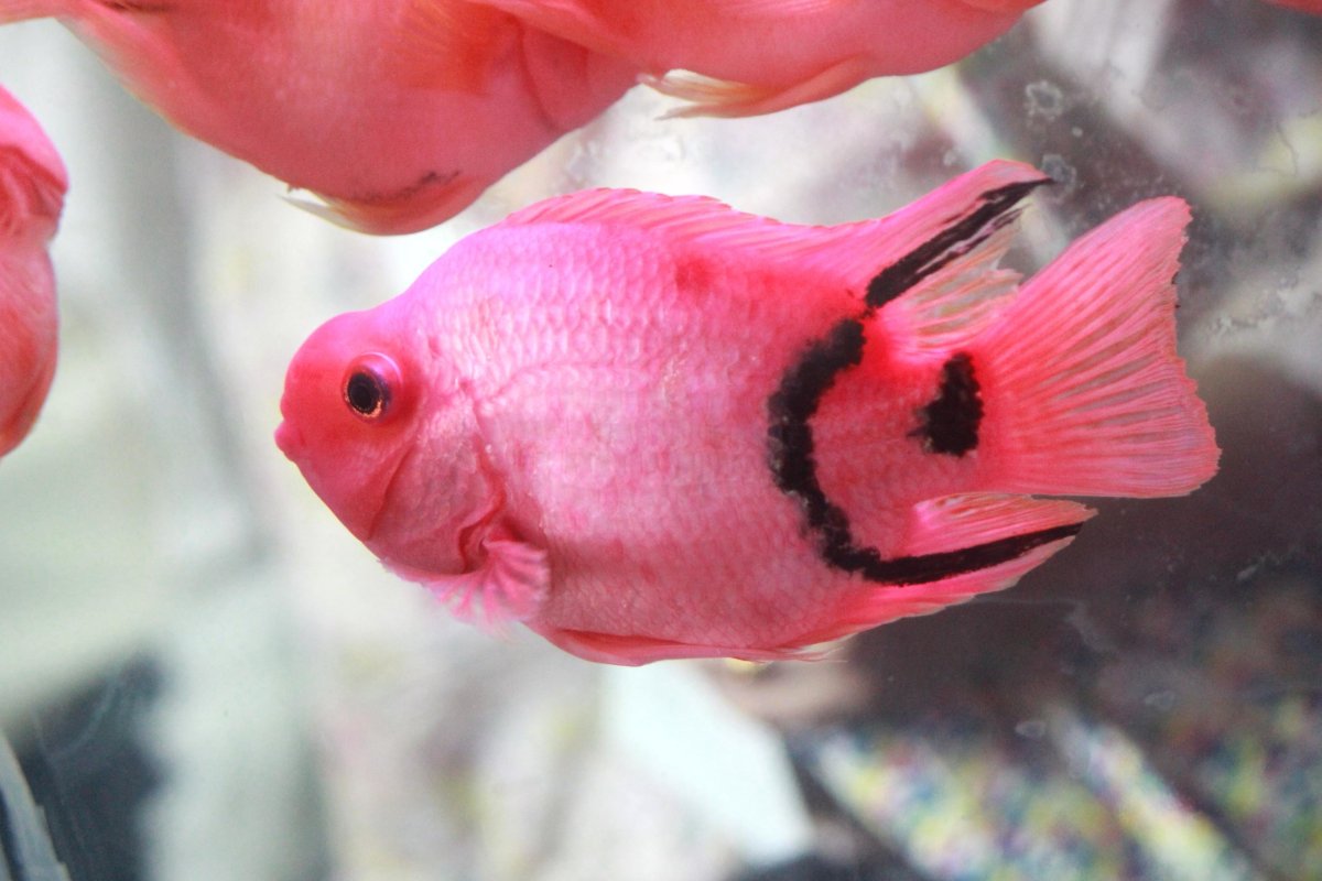 Аквариумные рыбки Петушки розовые