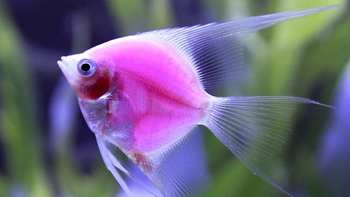 Аксолотль Лунтик