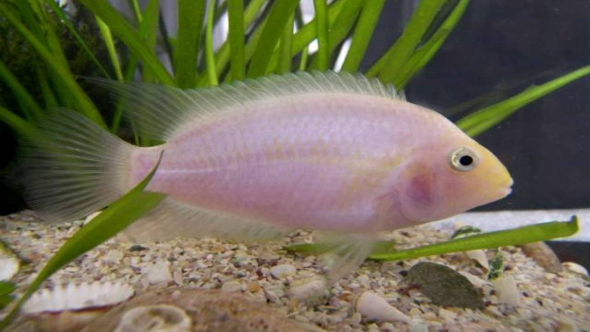 Рыбка цихлазома Фламинго