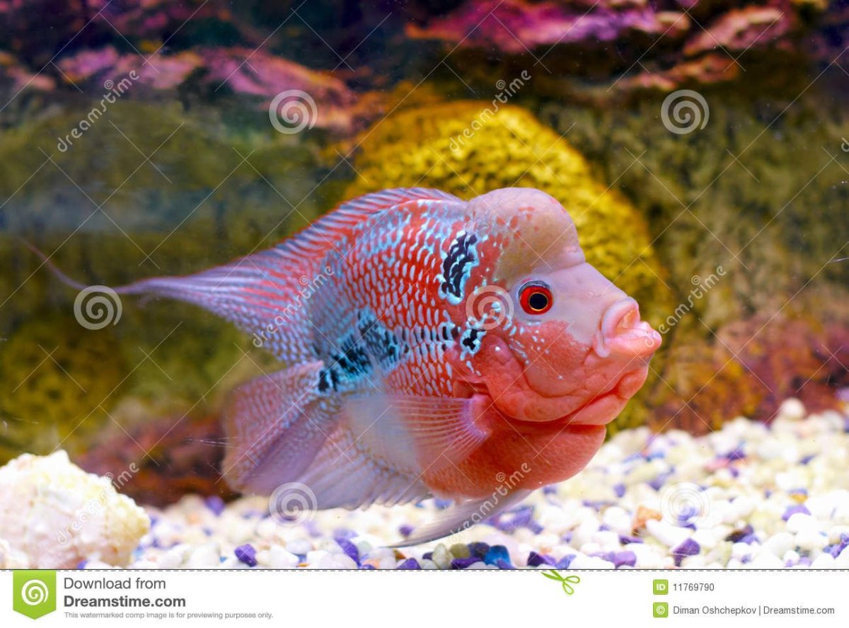 Рыбка розовый