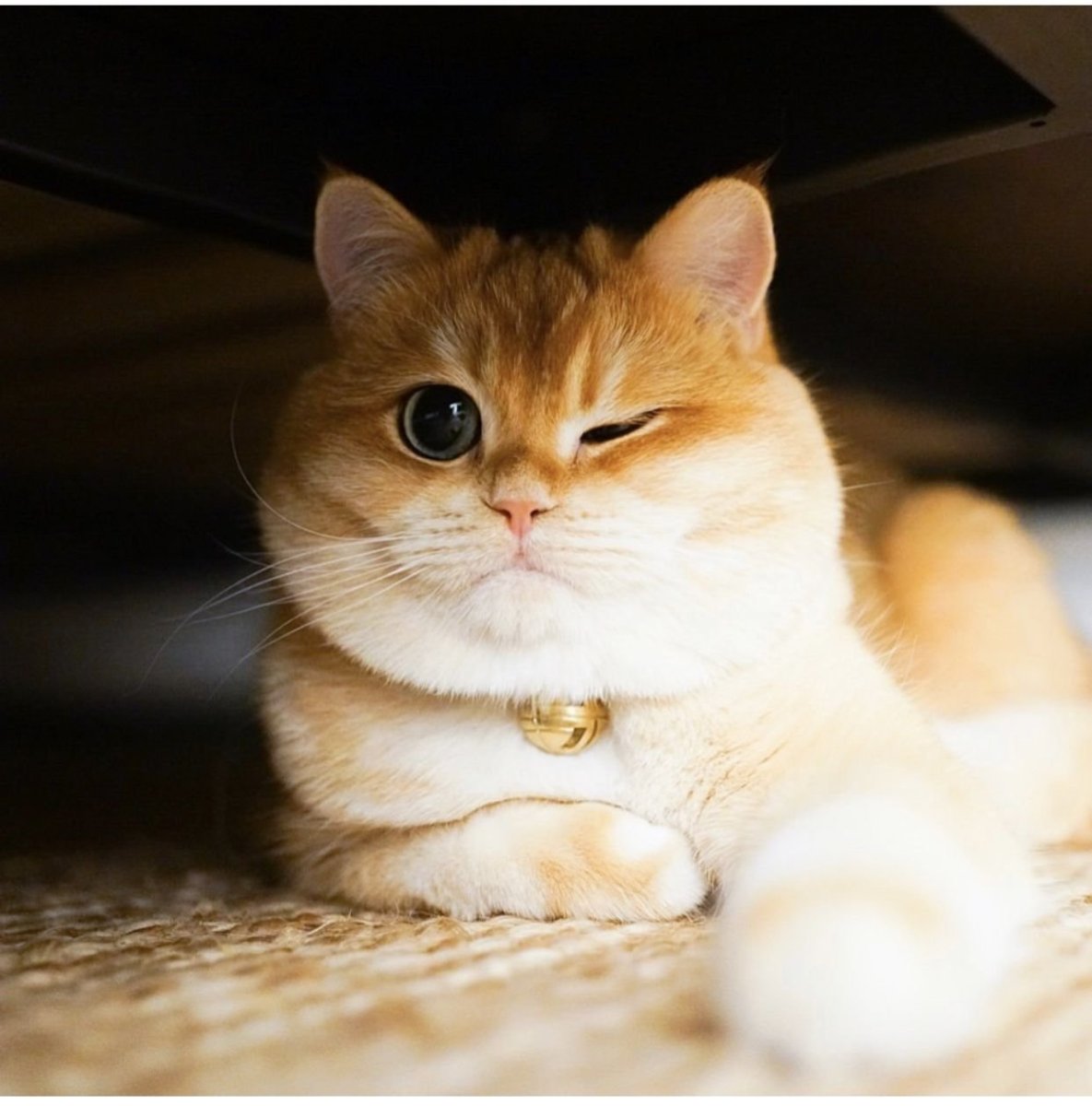 Писко Золотая Британская шиншилла