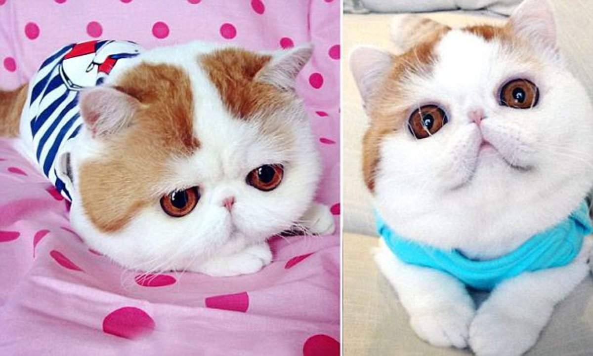 Японская кошка Снупи