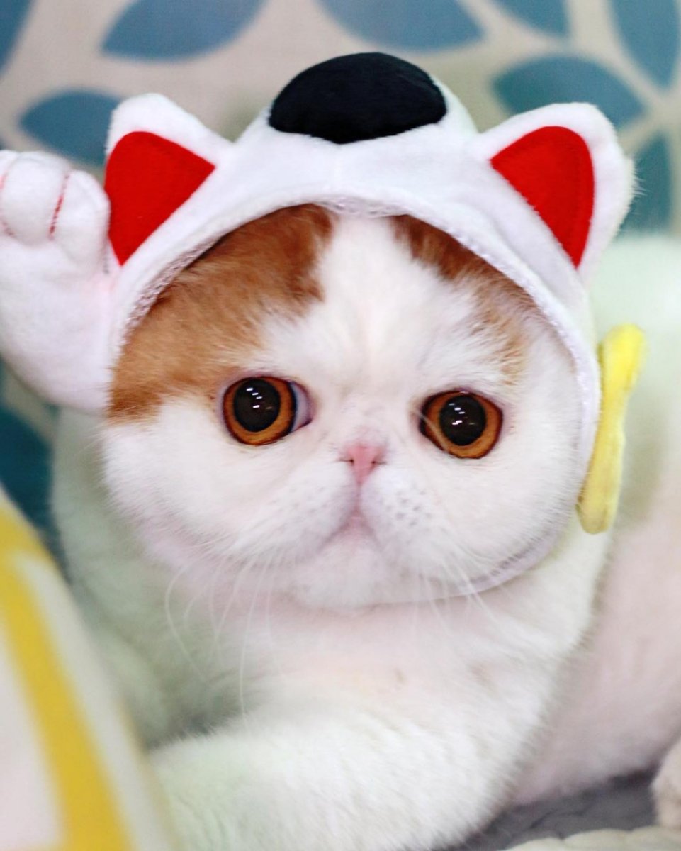 Экзотическая короткошерстная Снупи