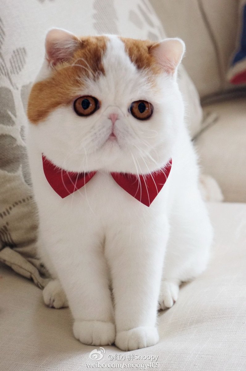 Экзот кошка