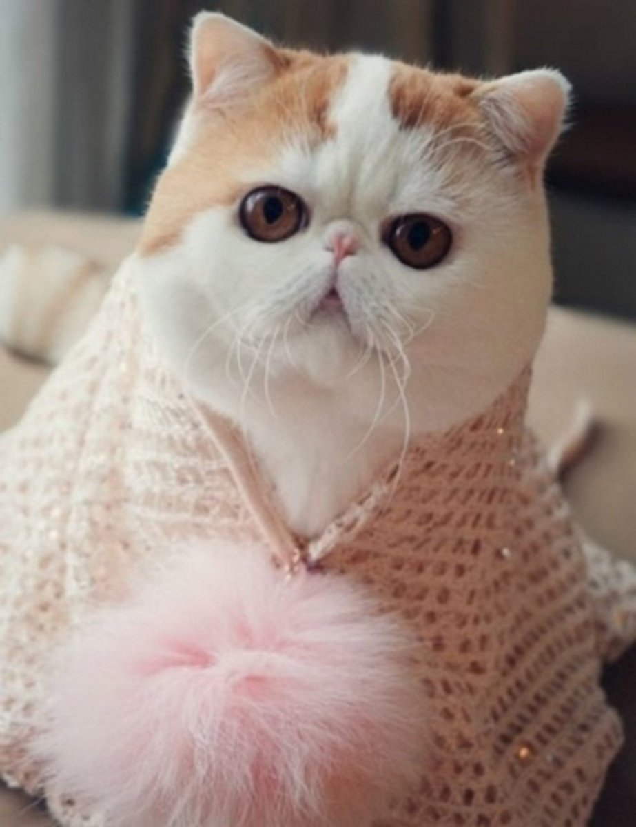 Вислоухий экзот Манчкин