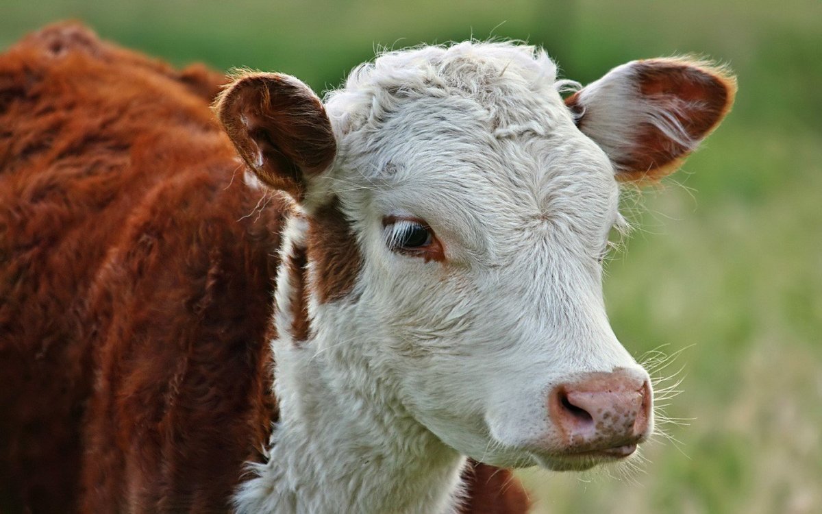 Маленький бычок