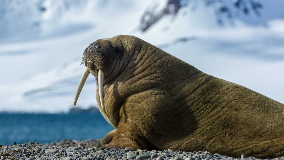 Ластоногие моржи