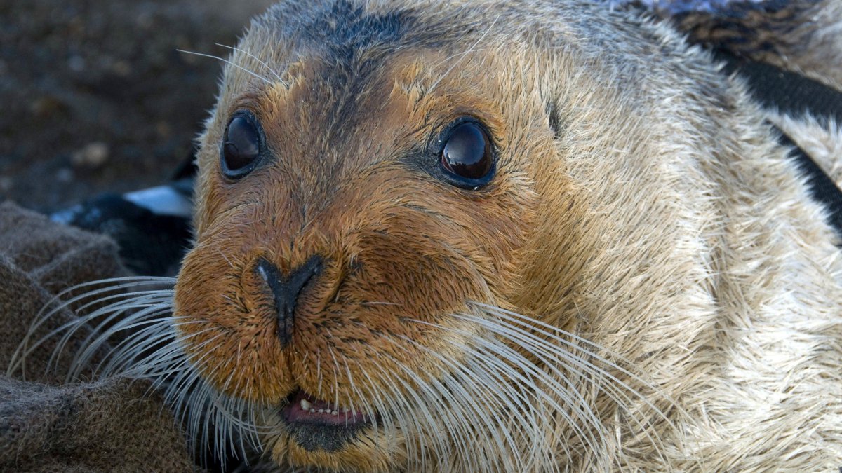 Каспийская Нерпа