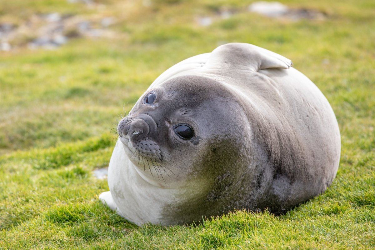 Лахтак морской заяц