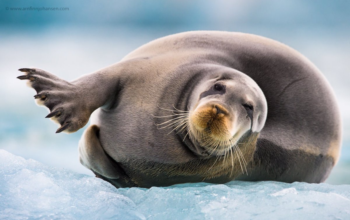 Лахтак морской заяц