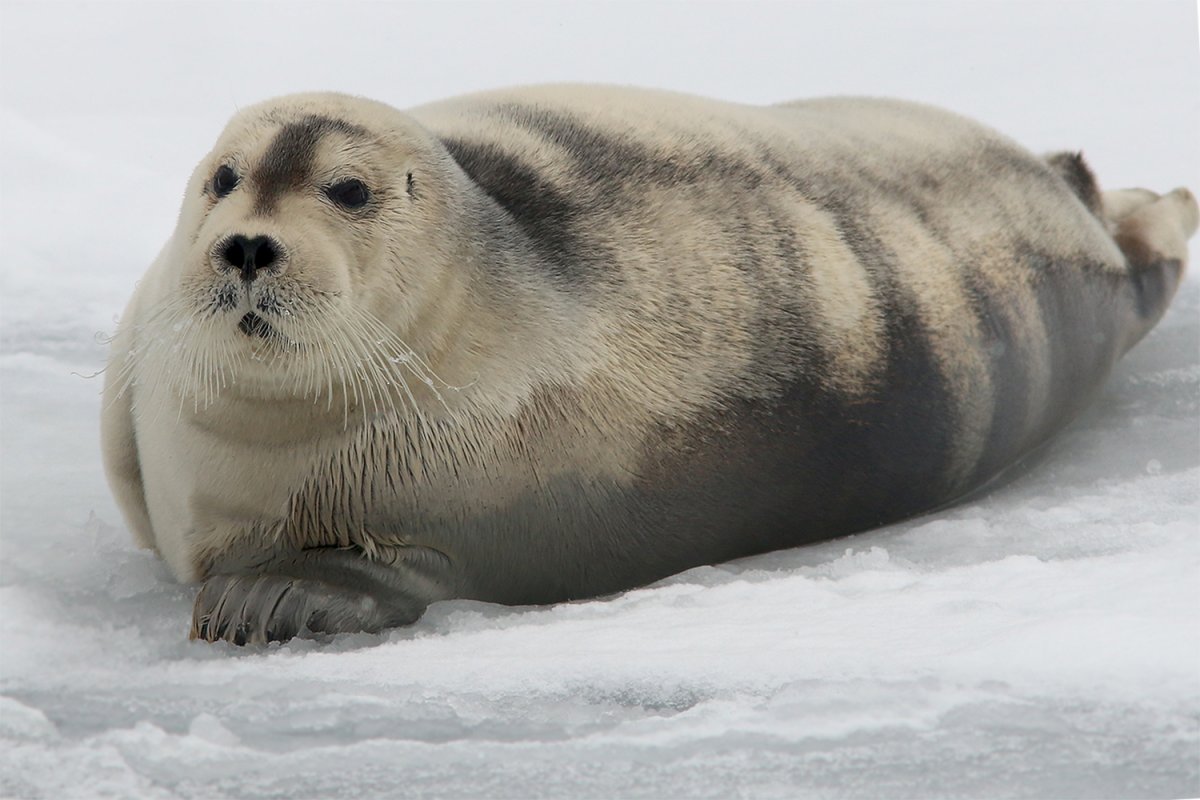 Лахтах Морское животное