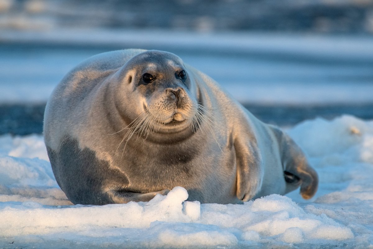 Нерпа кольчатая Чукотка