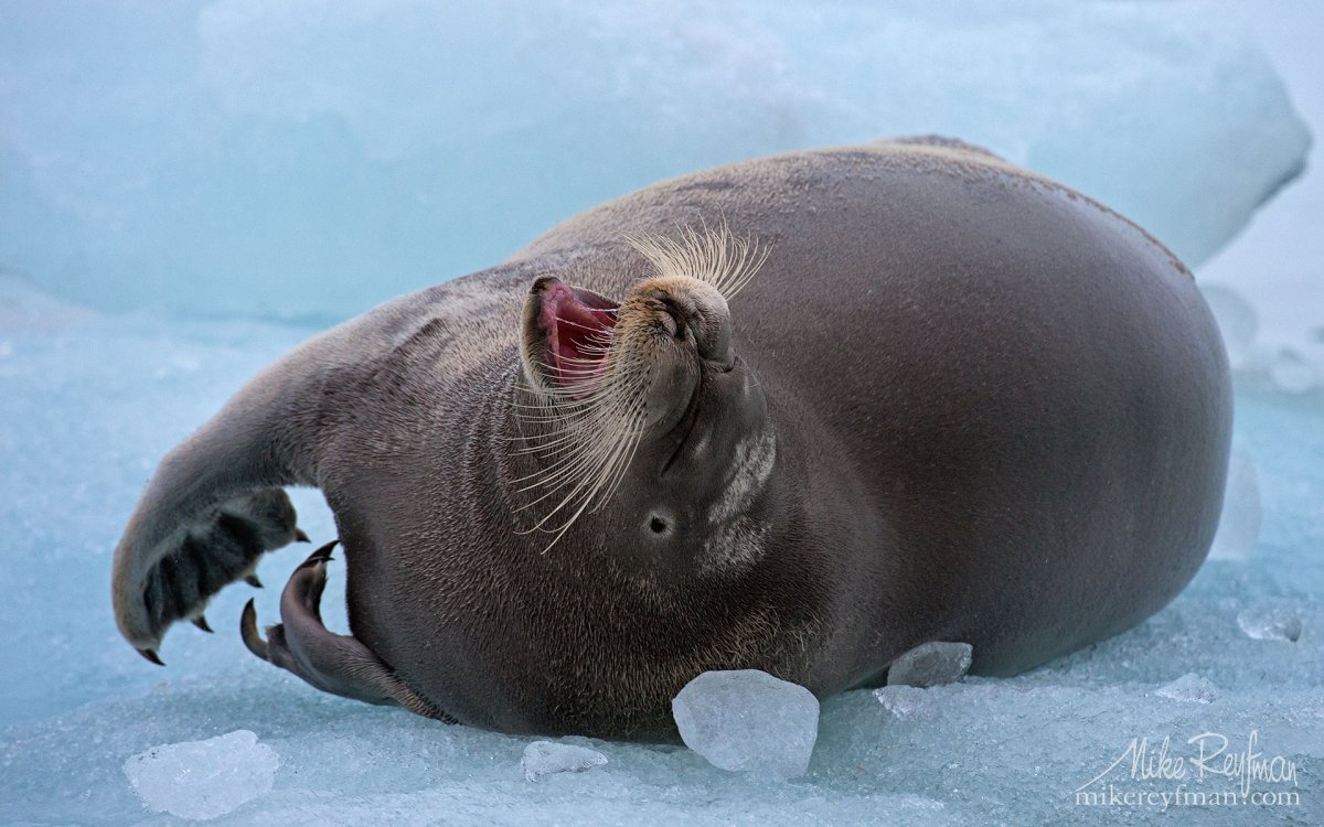 Морской заяц в Карском море