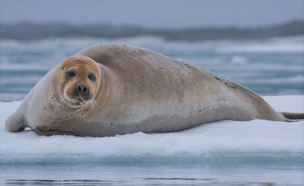 Тюлени на белом море